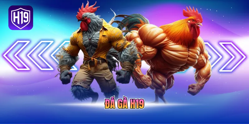 Đá gà H19